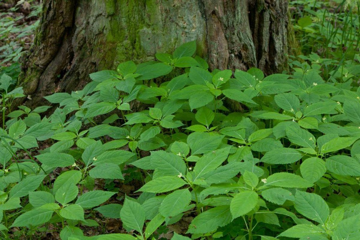Småblomstret balsamin. (Foto: Shutterstock)