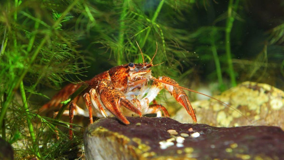 Også et par dyr var på listen: Her galizisk sumpkrebs (tyrkerkrebs). (Foto: Shutterstock)