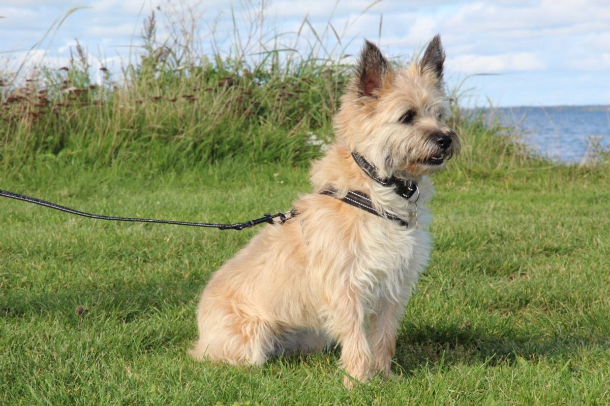 Cairn terrier. Kilde: Videnomdyr. Arkivfoto.