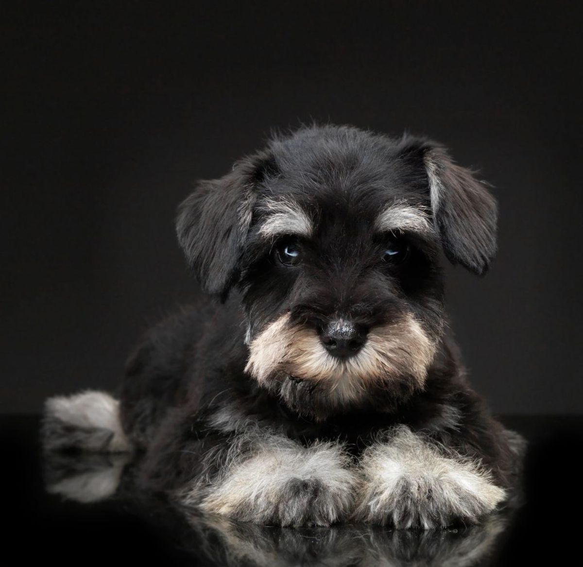Dværgschnauzere. Kilde: Videnomdyr. Arkivfoto.