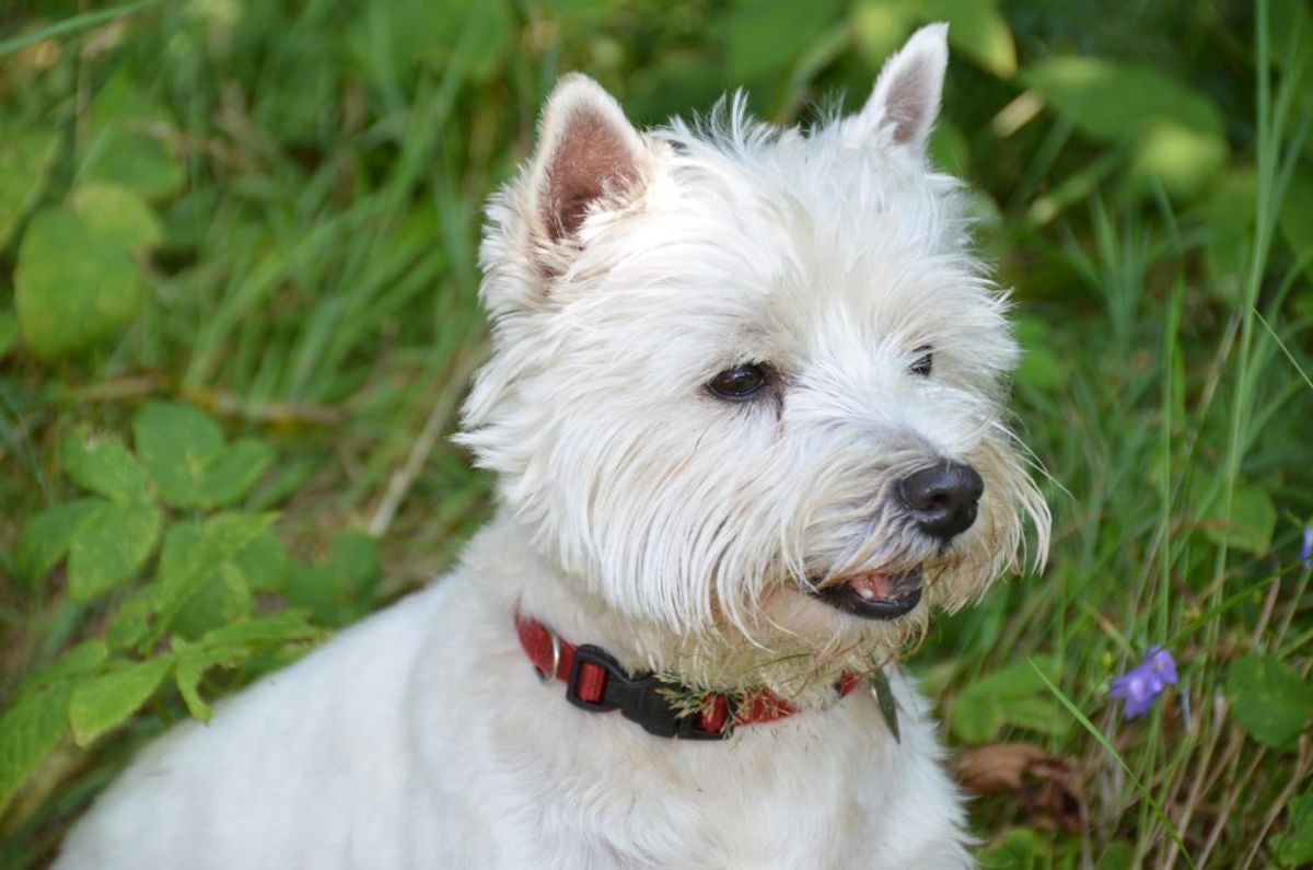 West highland white terrier. Kilde: Videnomdyr. Arkivfoto.