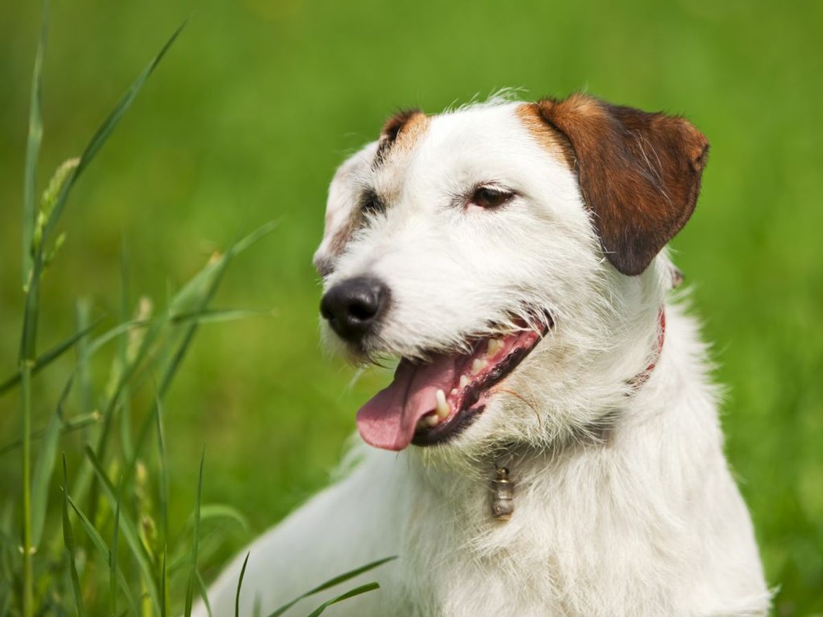 Fox terrier. Kilde: Videnomdyr. Arkivfoto.