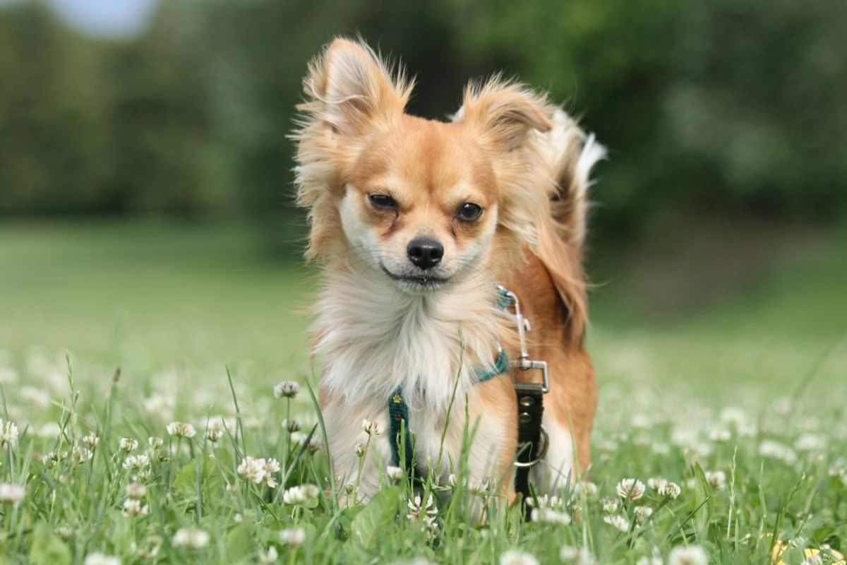 Chihuahua. Kilde: Videnomdyr. Arkivfoto.