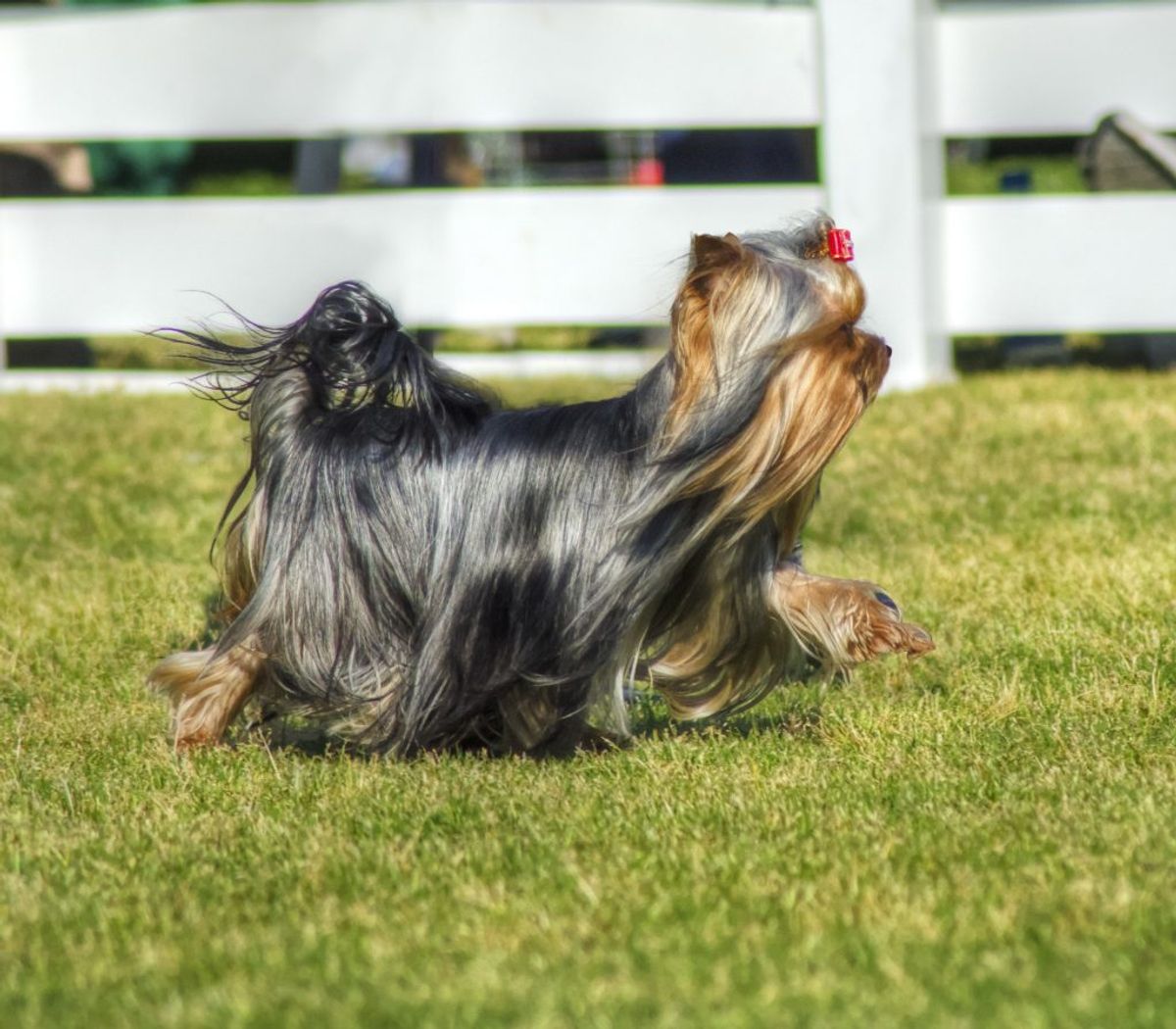 Silketerrier. Kilde: Videnomdyr. Arkivfoto.