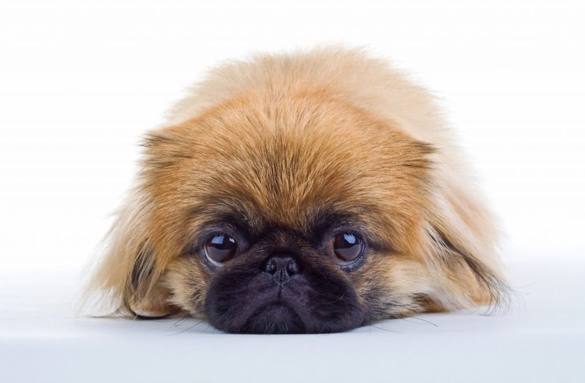 Pekingeser. Kilde: Videnomdyr. Arkivfoto.
