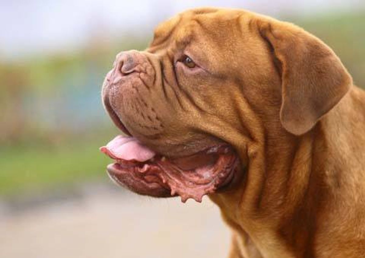 Mastiff. Kilde: Reader’s Digest. Arkivfoto.