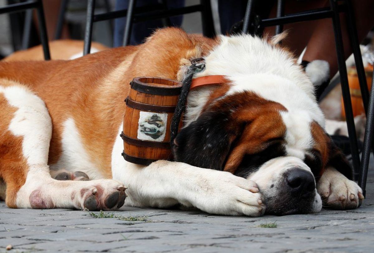 Sanktbernhardshund. Kilde: Reader’s Digest. Arkivfoto.