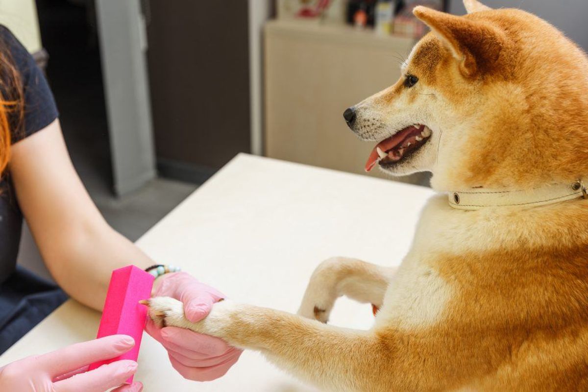 Shiba Inu. Kilde: Reader’s Digest. Arkivfoto.
