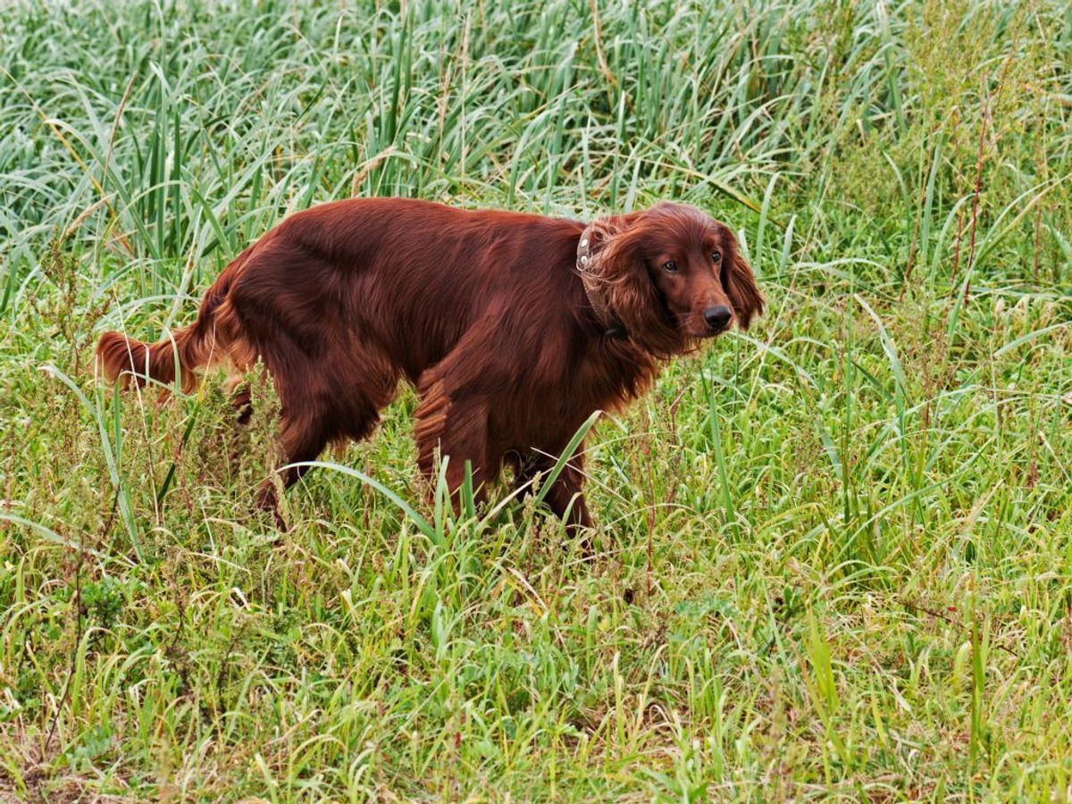 Irsk setter. Kilde: Reader’s Digest. Arkivfoto.