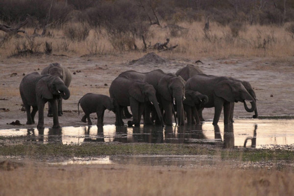 Mange elefanter er fundet døde i nærheden af udtørrende vandhuller i Zimbabwes største nationalpark. Her ses en gruppe elefanter i Hwange National Park i august 2015. Foto: Philimon Bulawayo/Reuters
