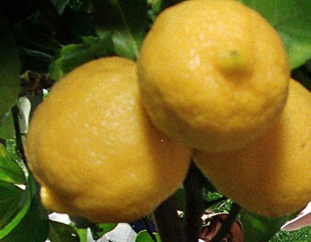 Stinker dine hænder af hvidløg eller løg efter madlavningen? Gnid citronsaft på dem og gnub med rustfrit stål. Det neutraliserer lugten. Foto: Scanpix