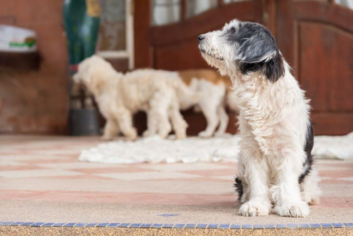 Blandingsracer med puddel. Kilde: American Kennel Society/Reader’s Digest. Arkivfoto.