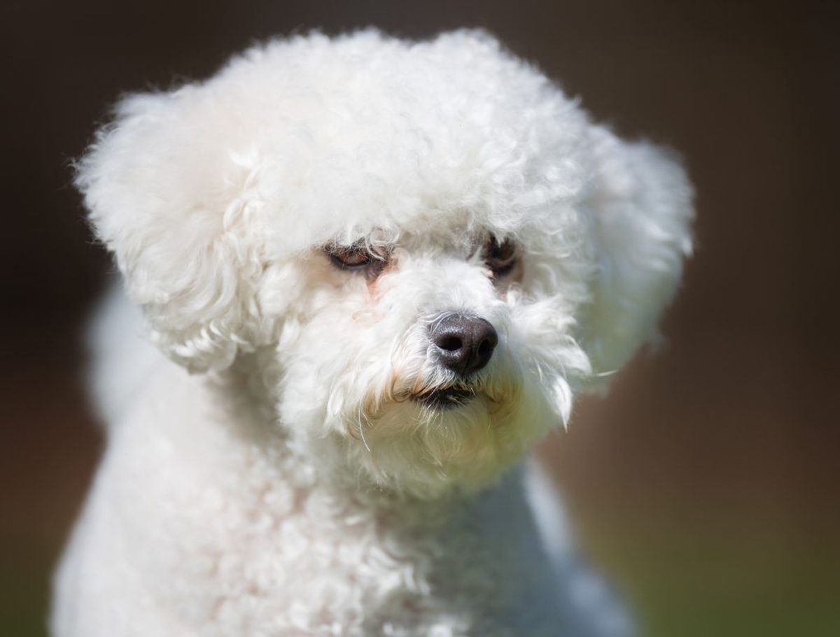 Bichon frise. Kilde: American Kennel Society/Reader’s Digest. Arkivfoto.
