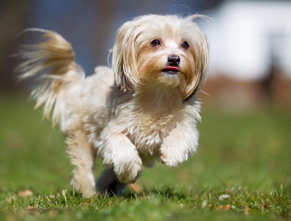 Havaneser. Kilde: American Kennel Society/Reader’s Digest. Arkivfoto.