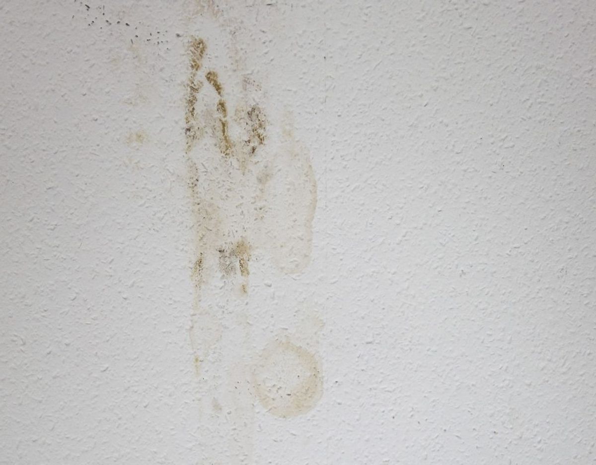 Skimmelsvamp dukker ofte op i ældre huse, fordi de er dårligt isoleret, og varmt indeklima skaber kondens på kolde ydervægge. Desuden kan det også skyldes gamle vandskader fra uopdagede rørskader. Foto: Scanpix