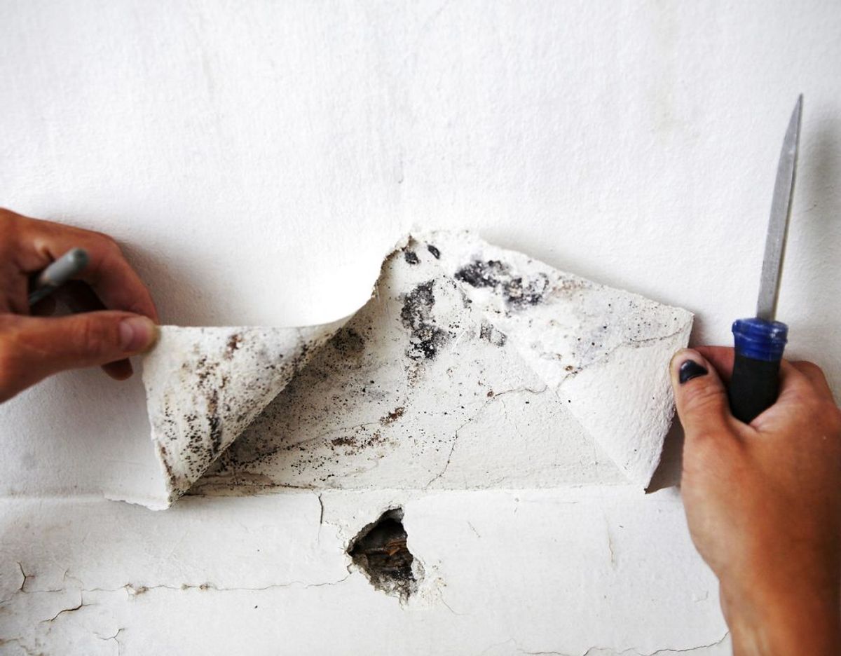 Skimmelsvamp kan let forekomme i kældre, fordi der er fugtigt. Det skyldes, at kældre et letpåvirkelige overfor vand ude fra, og så er der ofte dårlig eller ingen udluftning. Foto: Scanpix