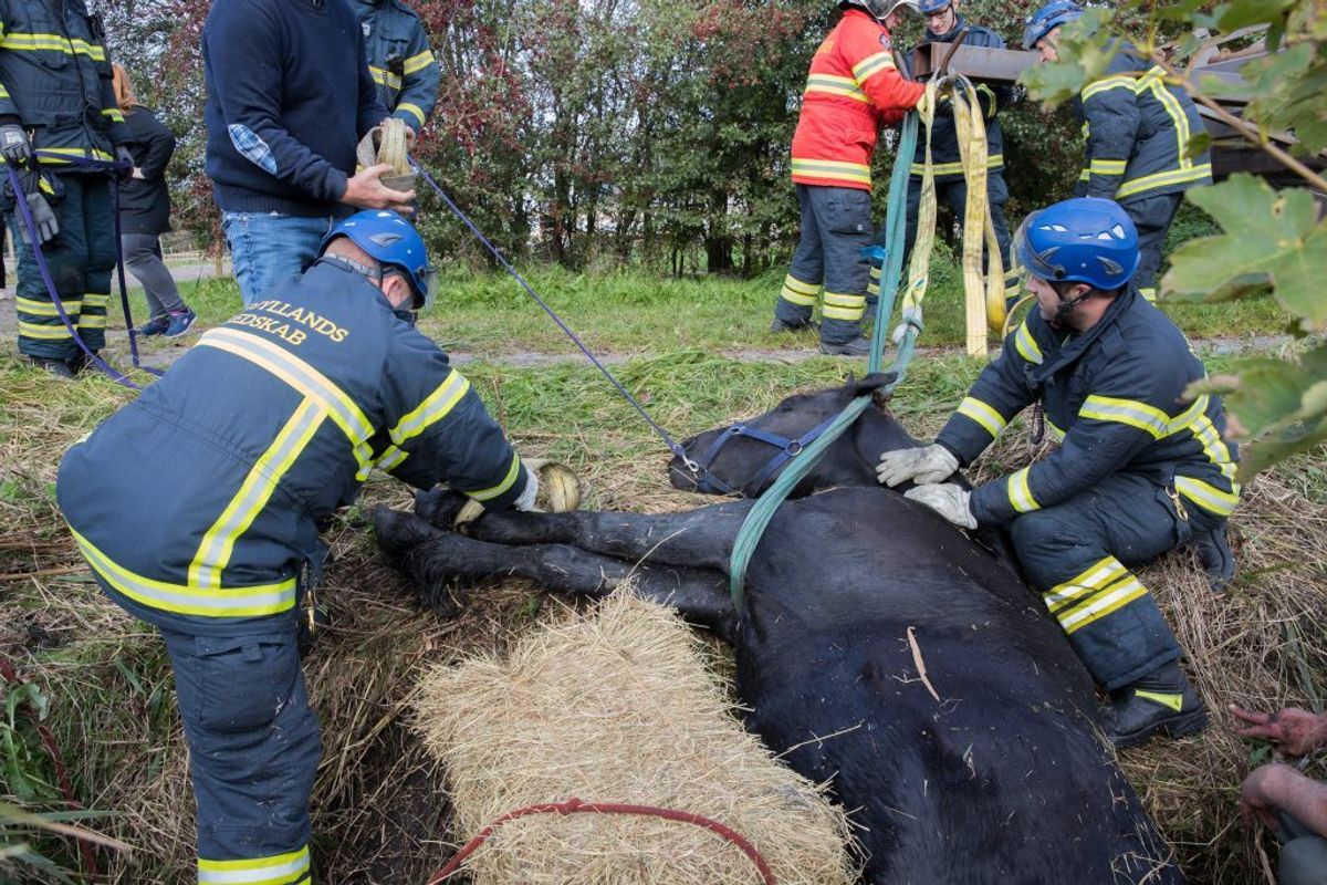 En ung pige kan angiveligt takke brandmænd fra Nordjyllands Beredskab for, hendes hest stadig er i live. Den var faldet i en grøft og kunne ikke selv komme op. KLIK for flere billeder. Foto: Rasmus Skaftved.