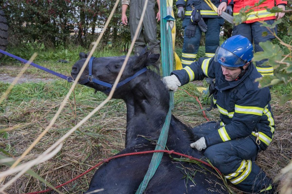 En ung pige kan angiveligt takke brandmænd fra Nordjyllands Beredskab for, hendes hest stadig er i live. Den var faldet i en grøft og kunne ikke selv komme op. KLIK for flere billeder. Foto: Rasmus Skaftved.