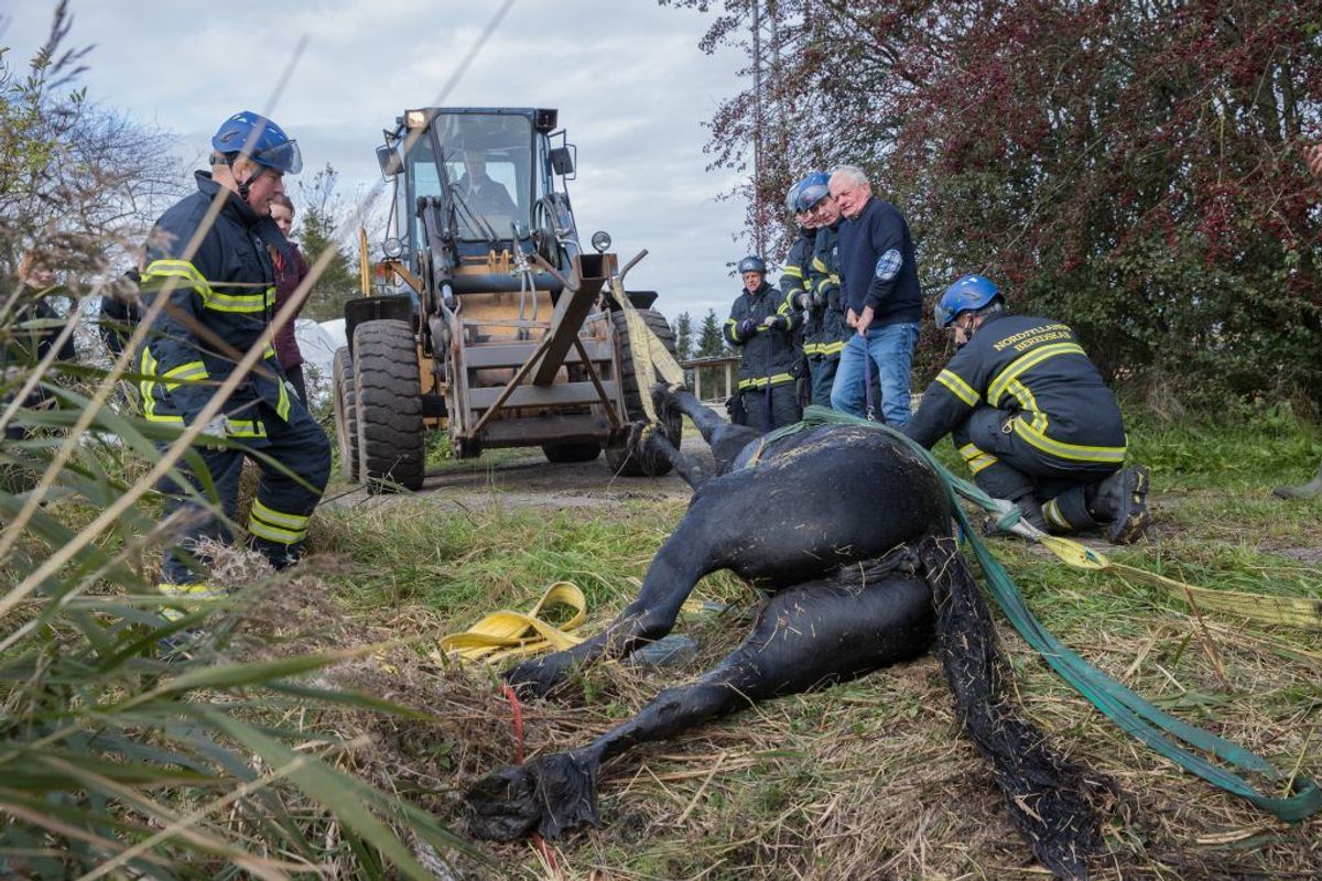 En ung pige kan angiveligt takke brandmænd fra Nordjyllands Beredskab for, hendes hest stadig er i live. Den var faldet i en grøft og kunne ikke selv komme op. KLIK for flere billeder. Foto: Rasmus Skaftved.