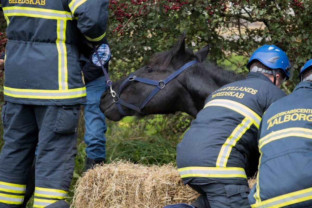 En ung pige kan angiveligt takke brandmænd fra Nordjyllands Beredskab for, hendes hest stadig er i live. Den var faldet i en grøft og kunne ikke selv komme op. KLIK for flere billeder. Foto: Rasmus Skaftved.