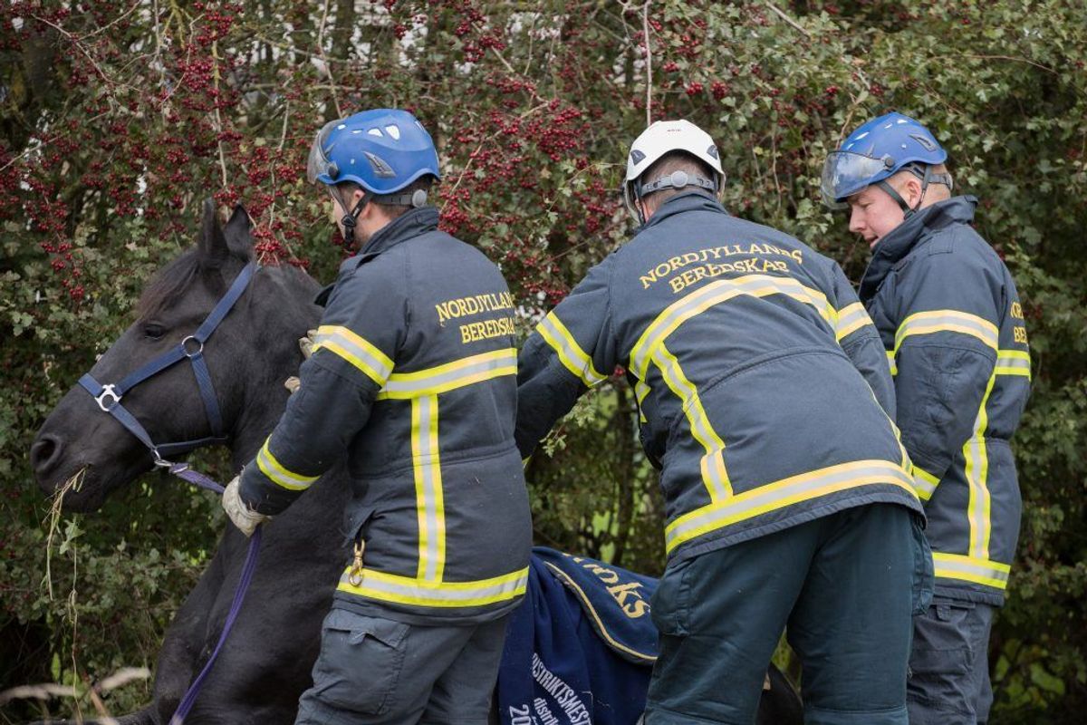 En ung pige kan angiveligt takke brandmænd fra Nordjyllands Beredskab for, hendes hest stadig er i live. Den var faldet i en grøft og kunne ikke selv komme op. KLIK for flere billeder. Foto: Rasmus Skaftved.