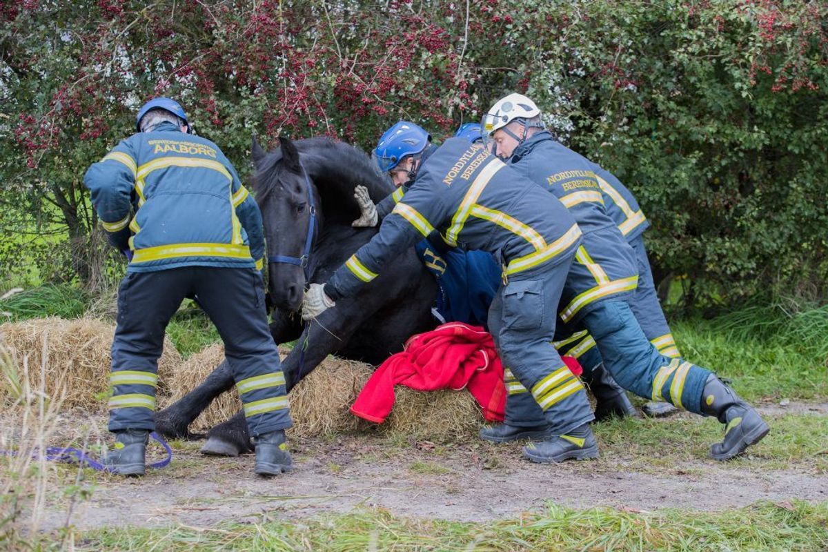 En ung pige kan angiveligt takke brandmænd fra Nordjyllands Beredskab for, hendes hest stadig er i live. Den var faldet i en grøft og kunne ikke selv komme op. KLIK for flere billeder. Foto: Rasmus Skaftved.