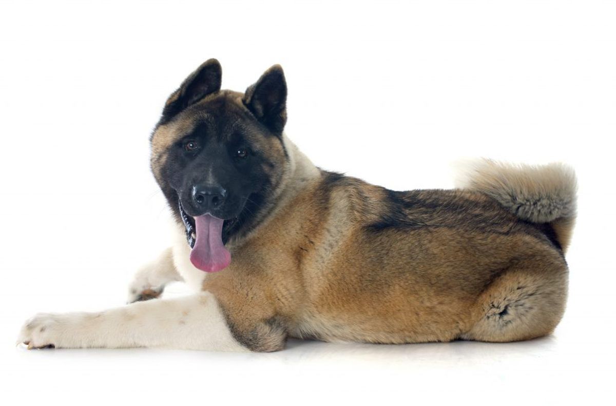 Akita. Kilde: American Kennel Club. Arkivfoto.