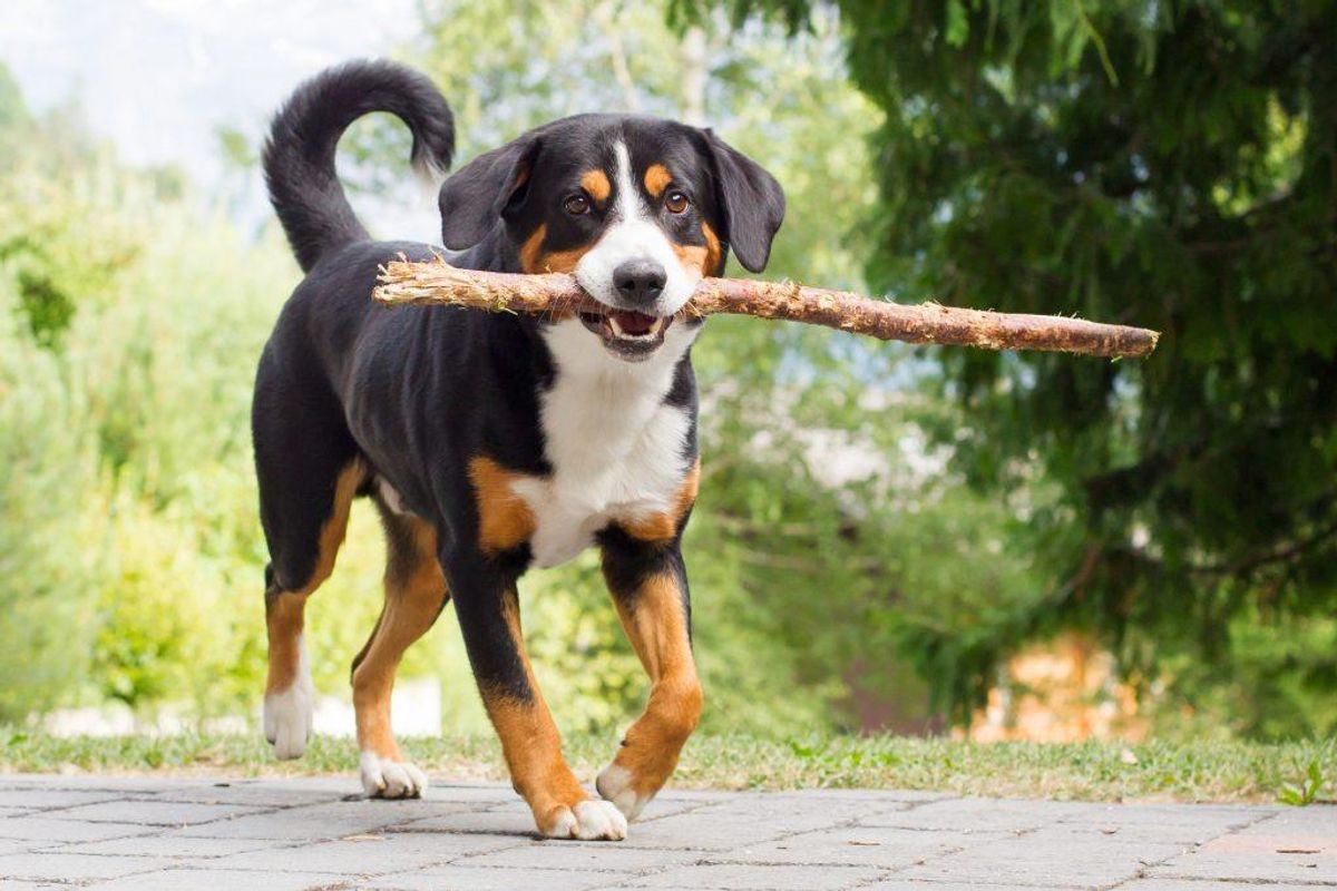 Appenzeller Sennenhund. Kilde: American Kennel Club. Arkivfoto.