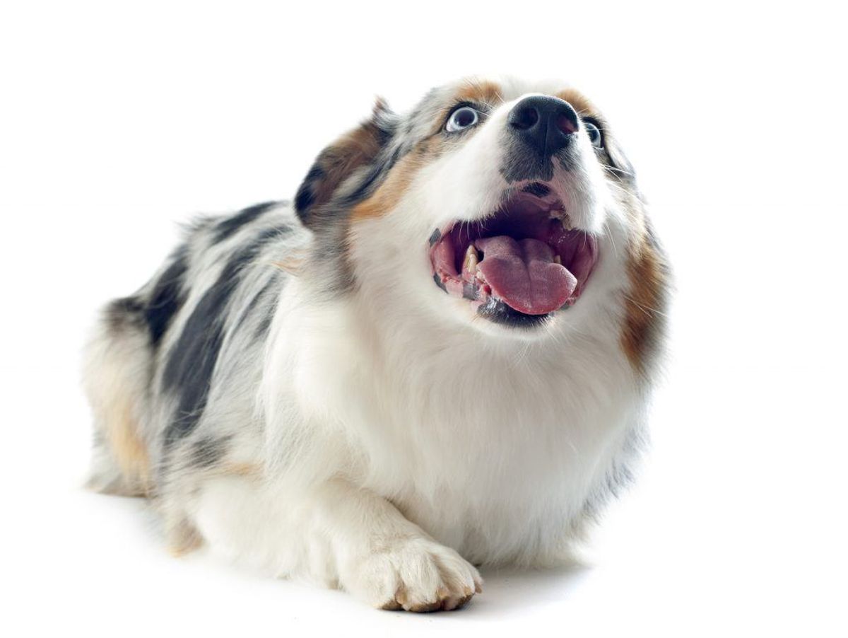 Australsk hyrdehund. Kilde: American Kennel Club. Arkivfoto.