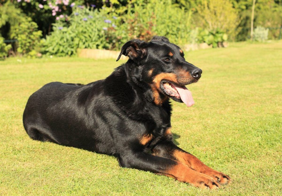 Beauceron. Kilde: American Kennel Club. Arkivfoto.