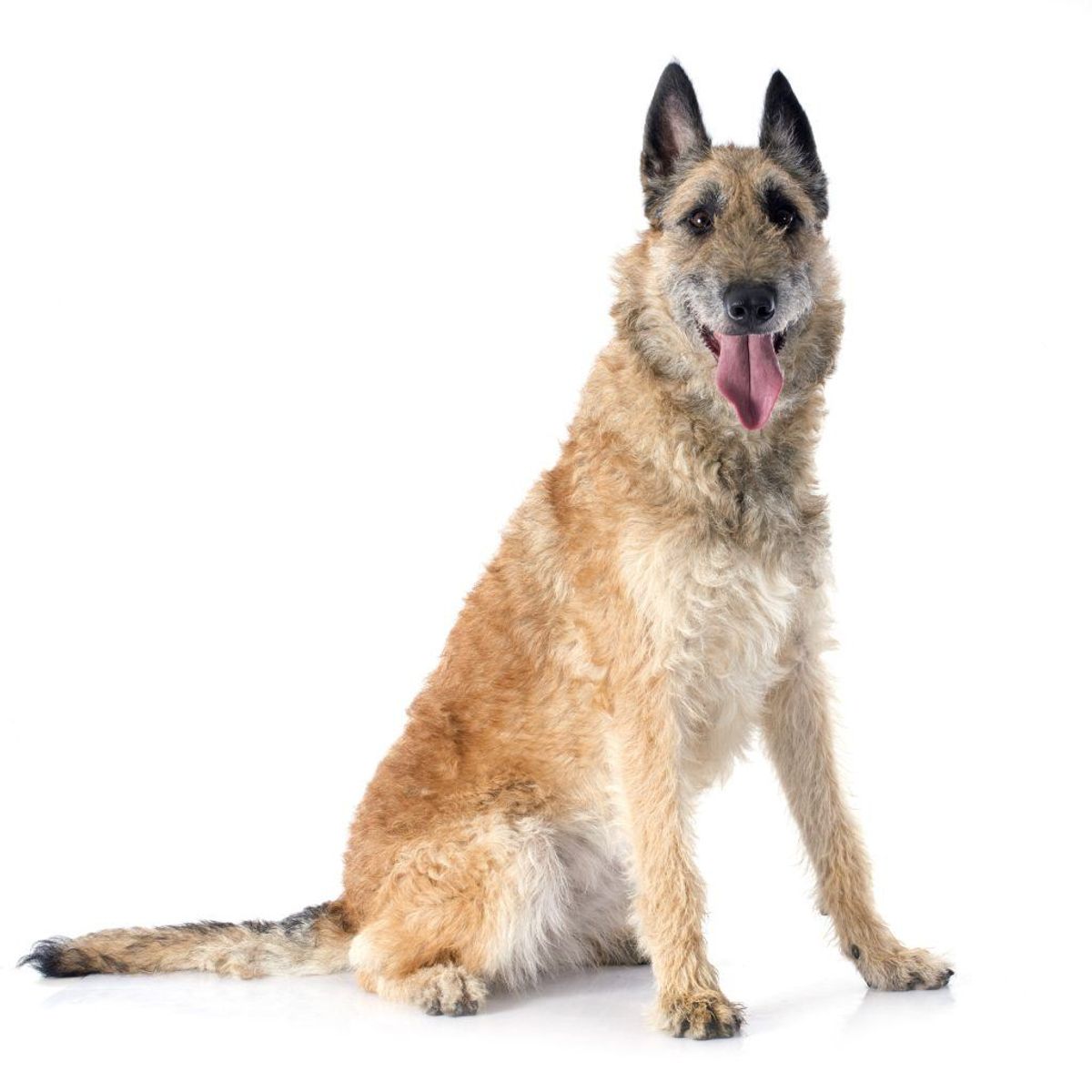 Laekenois. Kilde: American Kennel Club. Arkivfoto.