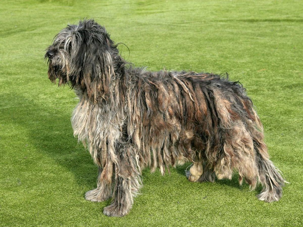 Bergamasco. Kilde: American Kennel Club. Arkivfoto.