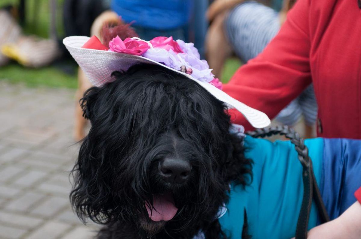 Sort Russisk Terrier. Kilde: American Kennel Club. Arkivfoto.