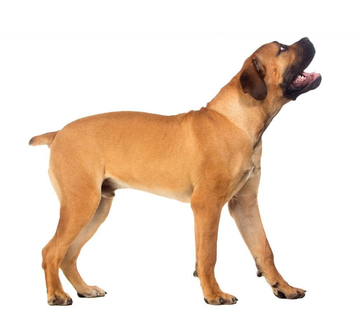 Boerboel. Kilde: American Kennel Club. Arkivfoto.