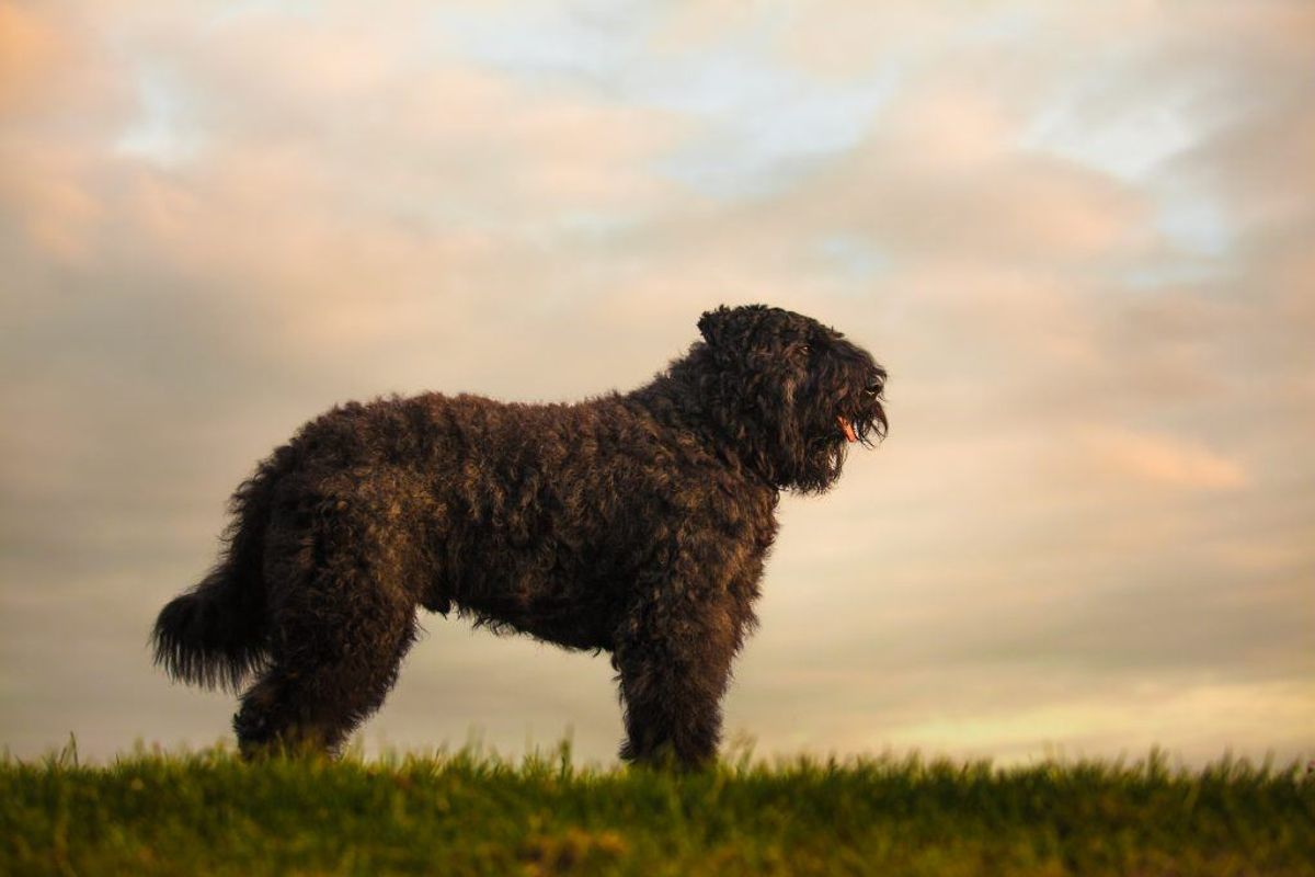 Boivier. Kilde: American Kennel Club. Arkivfoto.