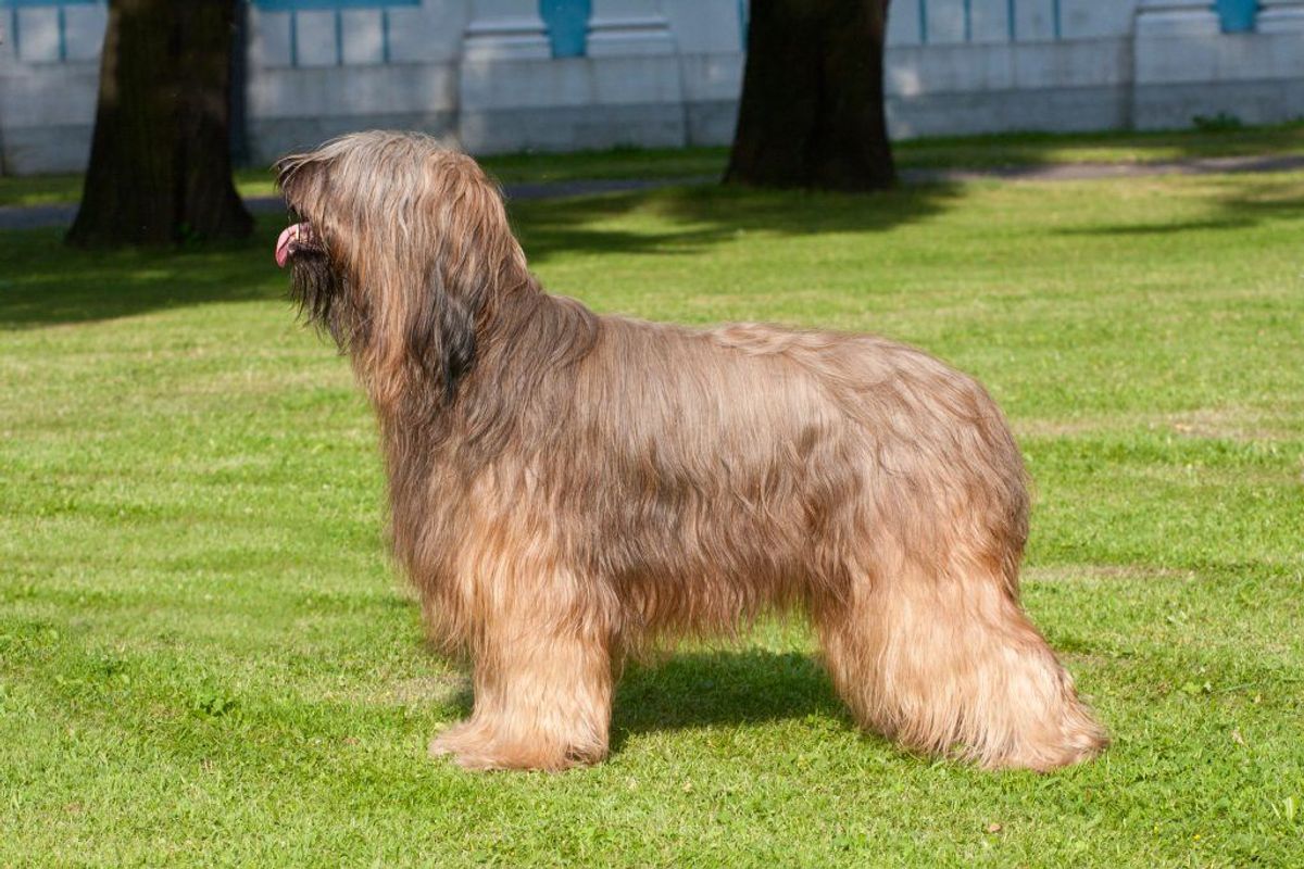 Briard. Kilde: American Kennel Club. Arkivfoto.