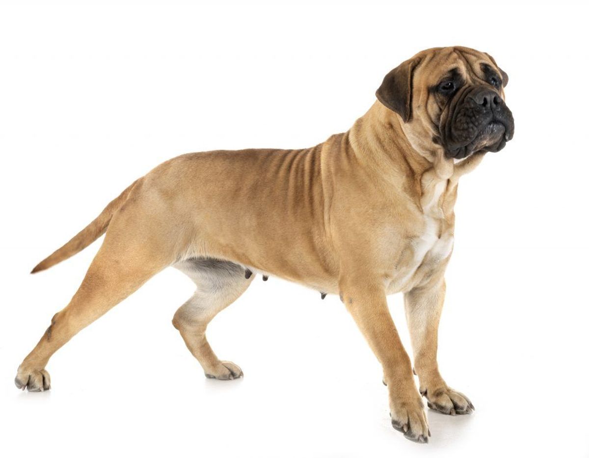 Bullmastiff. Kilde: American Kennel Club. Arkivfoto.