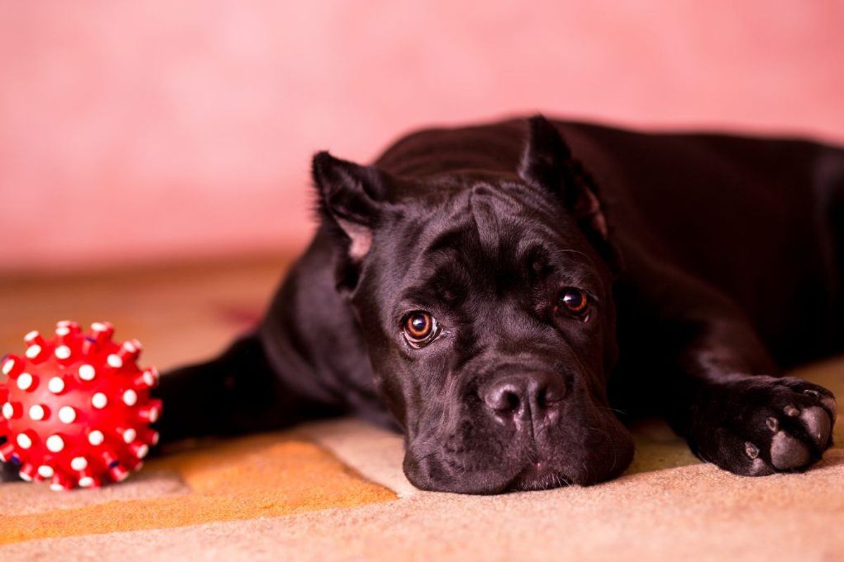 Cane Corso. Kilde: American Kennel Club. Arkivfoto.