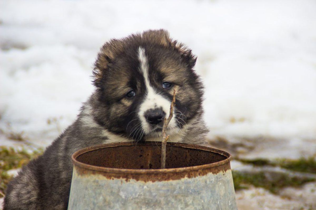Kaukasisk hyrdehund. Kilde: American Kennel Club. Arkivfoto.