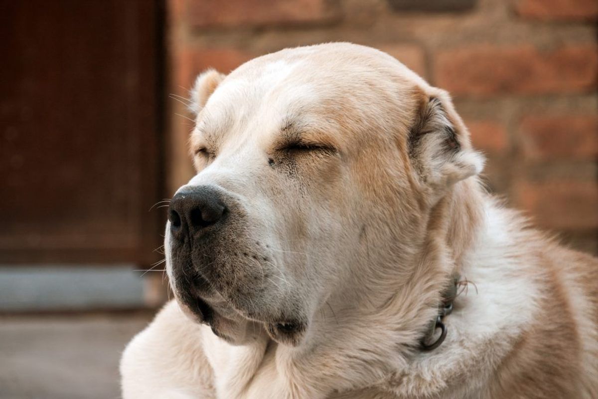 Centralasiatisk hyrdehund. Kilde: American Kennel Club. Arkivfoto.