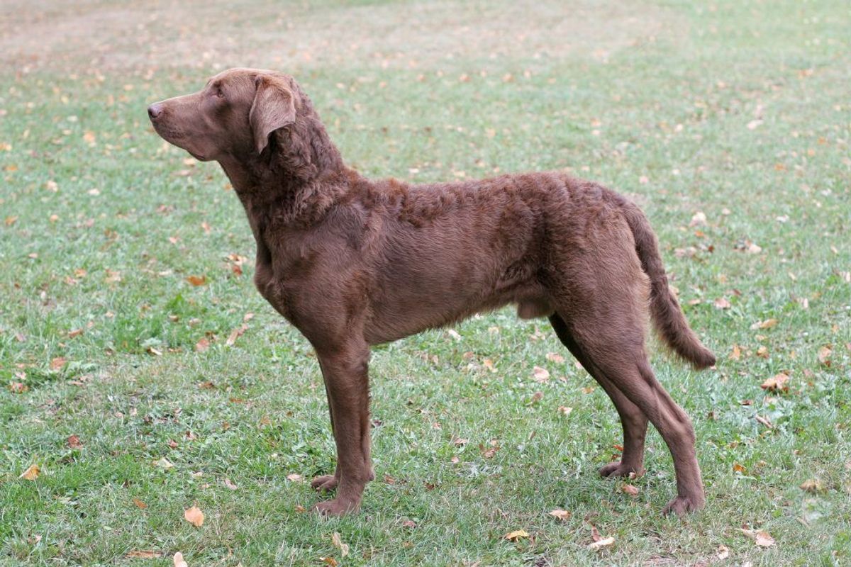Chesapeake. Kilde: American Kennel Club. Arkivfoto.