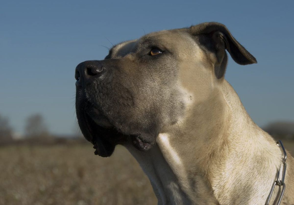 Dogo Canario. Kilde: American Kennel Club. Arkivfoto.