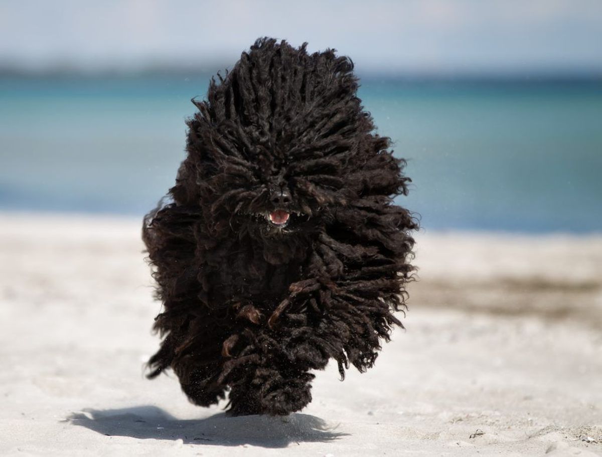 Puli. Kilde: American Kennel Club. Arkivfoto.