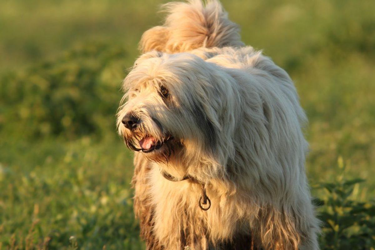 Rumænsk hydehund. Kilde: American Kennel Club. Arkivfoto.