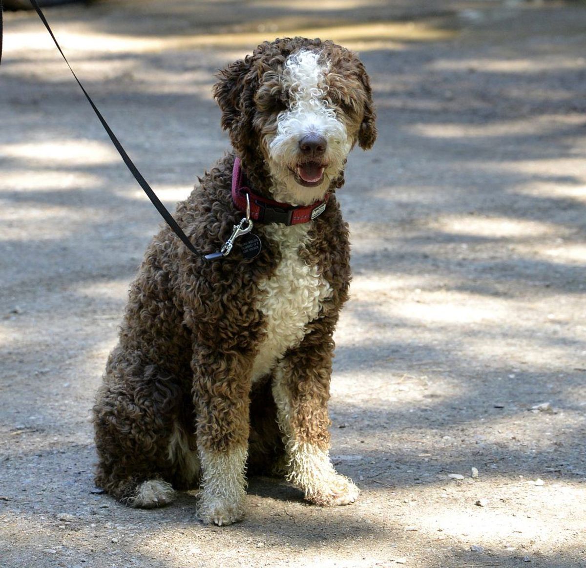 Spansk vandhund. Kilde: American Kennel Club. Arkivfoto.