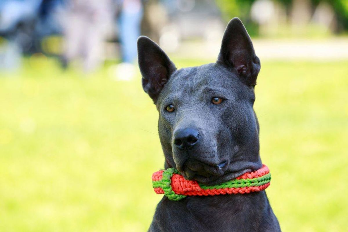 Thai Ridgeback. Kilde: American Kennel Club. Arkivfoto.