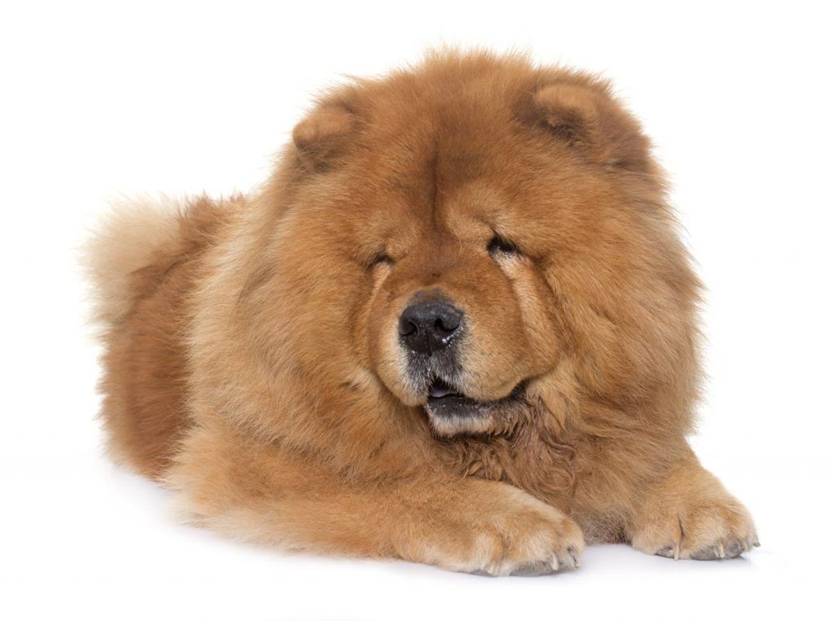 Tibetansk Mastiff. Kilde: American Kennel Club. Arkivfoto.
