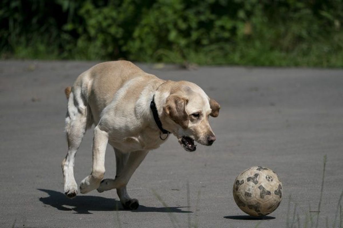 Studier har vist, at man sænker sit niveau af stresshormonet kortisol, hvis man nusser en hund og kan lide det. Foto: Liselotte Sabroe/Scanpix KLIK for mere