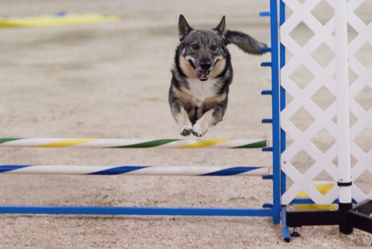 En svensk vallhund er aktiv og klog. Den kræver noget af ejeren, men den skulle til gengæld være let at træne. Foto: SheltieBoy/Wikimedia Commons KLIK for at se flere hunde