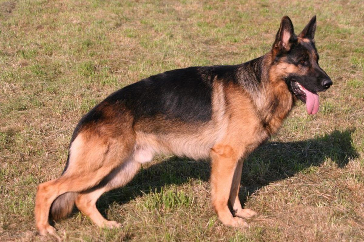 En schæferhund elsker at lære, og så skulle den være en fremragende familiehund. Foto: Hans-Günther Schöner/Wikimedia Commons